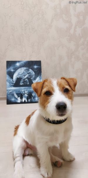 Dog Photo