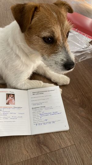Dog Photo