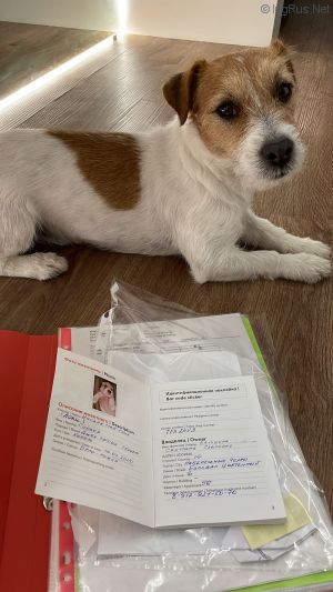 Dog Photo