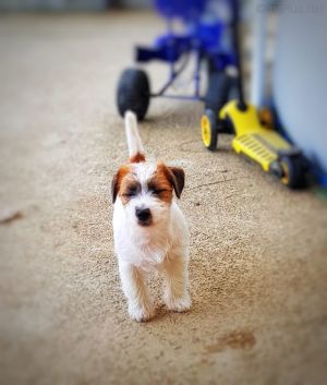 Dog Photo