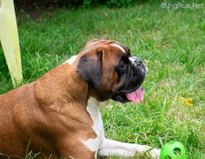 Dog Photo