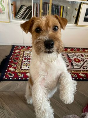 Dog Photo