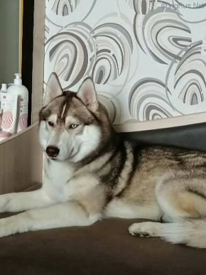 Dog Photo