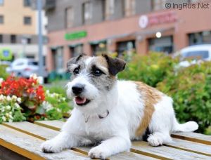 Dog Photo