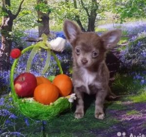Dog Photo