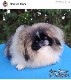 Dog Photo