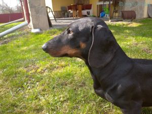 Dog Photo