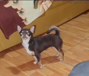 Dog Photo