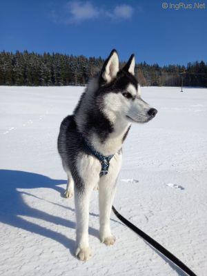 Dog Photo
