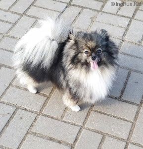 Dog Photo