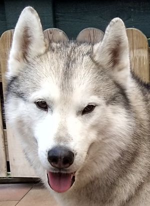 Dog Photo
