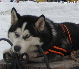 Dog Photo