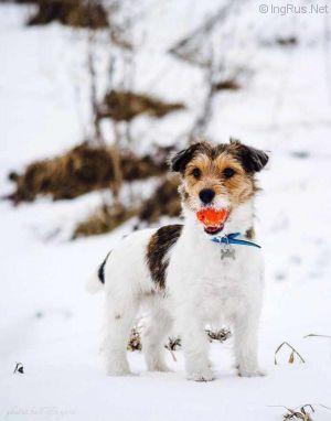 Dog Photo