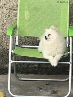Dog Photo