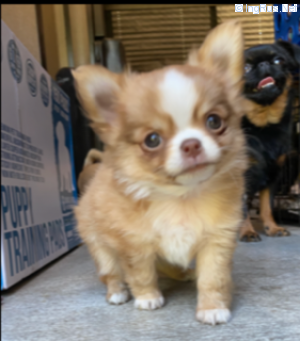Dog Photo