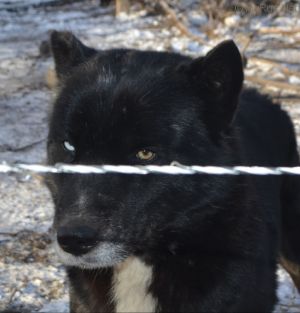 Dog Photo