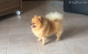 Dog Photo