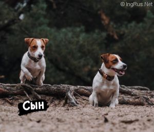 Dog Photo