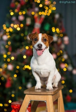Dog Photo