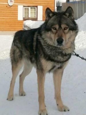Dog Photo