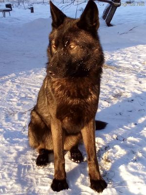 Dog Photo