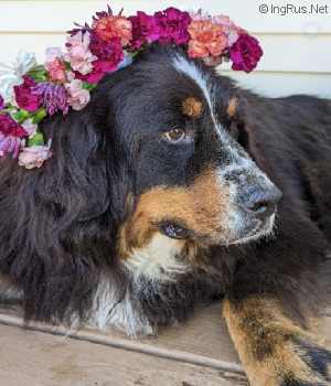 Dog Photo