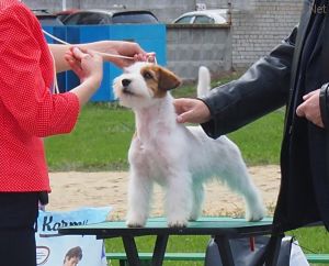 Dog Photo