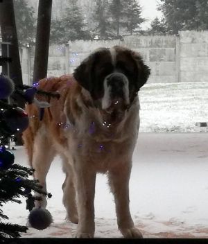 Dog Photo