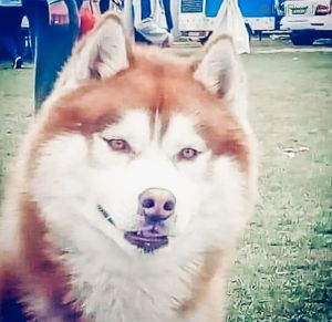 Dog Photo
