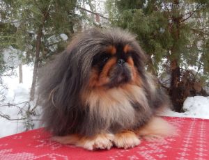 Dog Photo