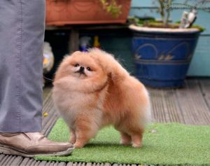Dog Photo