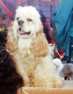 Dog Photo