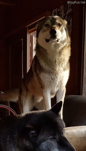 Dog Photo