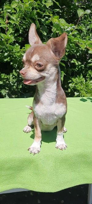 Dog Photo