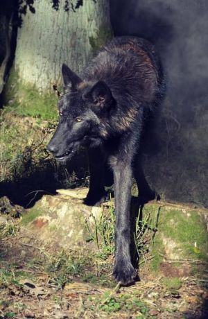Dog Photo