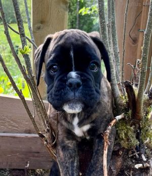 Dog Photo