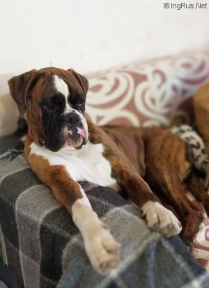 Dog Photo