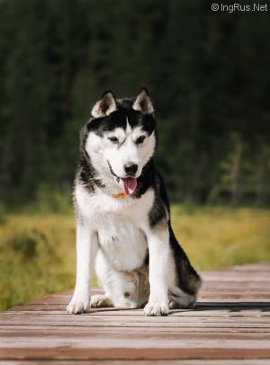 Dog Photo