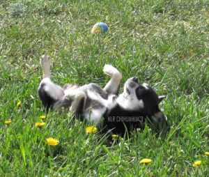 Dog Photo
