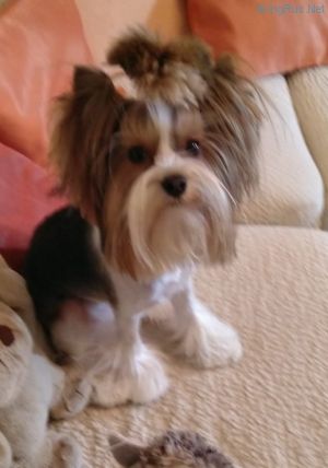 Dog Photo