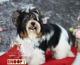Dog Photo