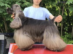 Dog Photo