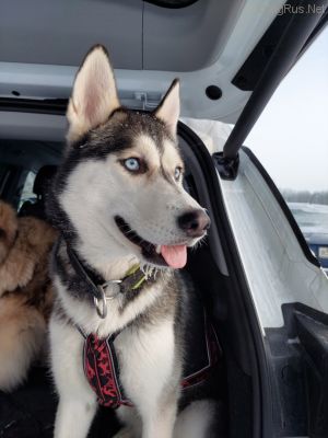 Dog Photo
