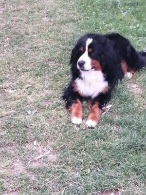 Dog Photo