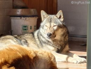 Dog Photo