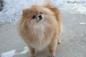 Dog Photo