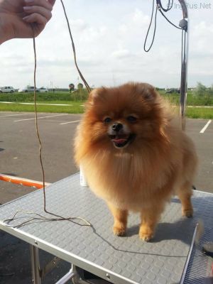 Dog Photo