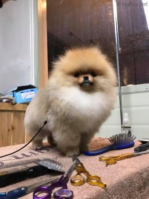 Dog Photo