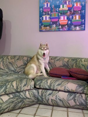 Dog Photo