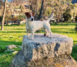 Dog Photo